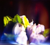 holga-close-up-12-of-15