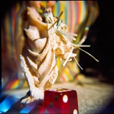 holga-close-up-3-of-15