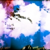 pink-holga-fuji-rms-11-of-11.jpg