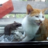 cat2.jpg