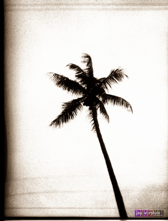 Creepy Palm Tree in #Miamibeach