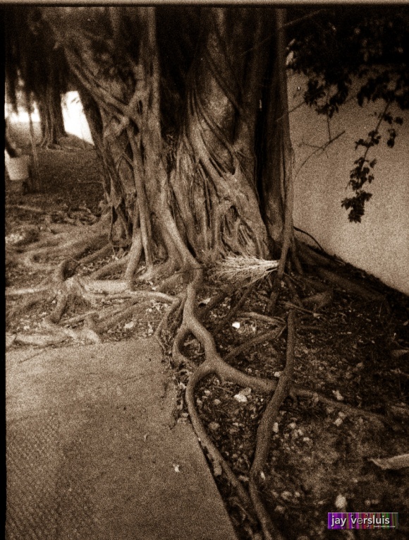 Roots